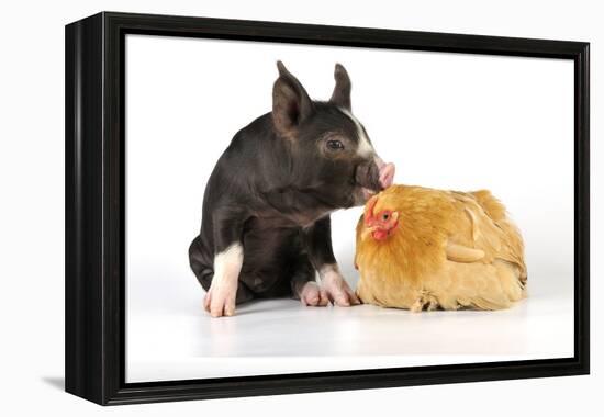 Pig Berkshire Piglet with Chicken-null-Framed Premier Image Canvas