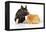 Pig Berkshire Piglet with Chicken-null-Framed Premier Image Canvas