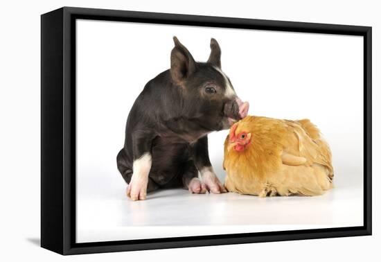 Pig Berkshire Piglet with Chicken-null-Framed Premier Image Canvas