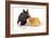 Pig Berkshire Piglet with Chicken-null-Framed Photographic Print