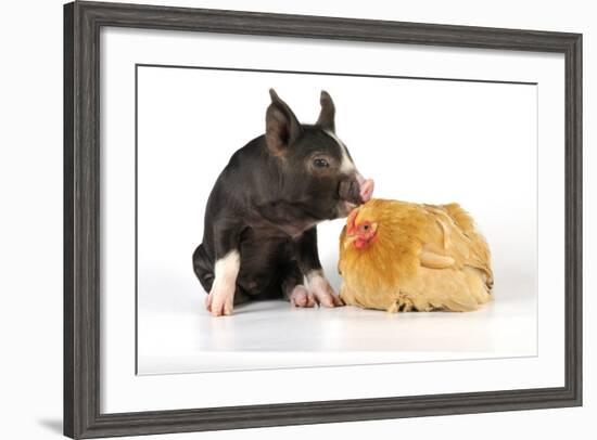 Pig Berkshire Piglet with Chicken-null-Framed Photographic Print