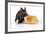 Pig Berkshire Piglet with Chicken-null-Framed Photographic Print