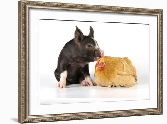 Pig Berkshire Piglet with Chicken-null-Framed Photographic Print