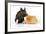 Pig Berkshire Piglet with Chicken-null-Framed Photographic Print