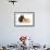 Pig Berkshire Piglet with Chicken-null-Framed Photographic Print displayed on a wall