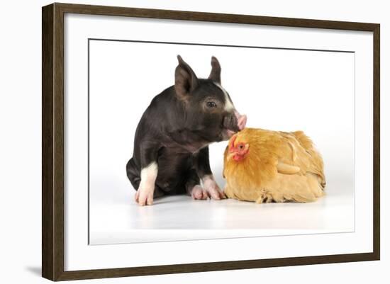 Pig Berkshire Piglet with Chicken-null-Framed Photographic Print