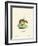 Pig-Footed Bandicoot-null-Framed Giclee Print