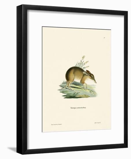 Pig-Footed Bandicoot-null-Framed Giclee Print