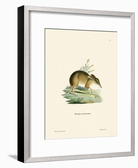 Pig-Footed Bandicoot-null-Framed Giclee Print