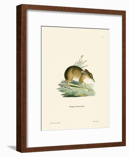 Pig-Footed Bandicoot-null-Framed Giclee Print