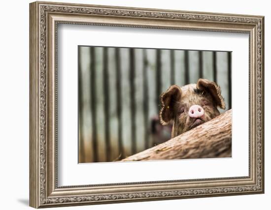 Pig in Gloucesteshire, England-John Alexander-Framed Photographic Print