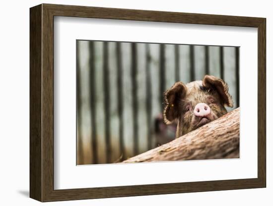 Pig in Gloucesteshire, England-John Alexander-Framed Photographic Print