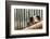 Pig in Gloucesteshire, England-John Alexander-Framed Photographic Print