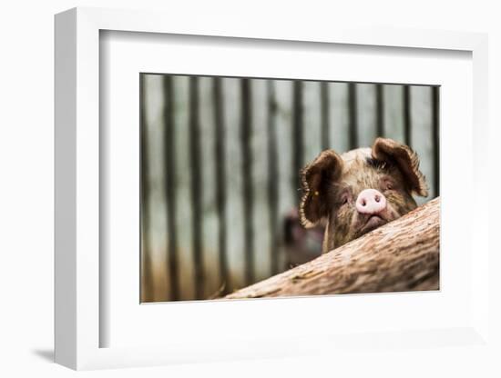 Pig in Gloucesteshire, England-John Alexander-Framed Photographic Print