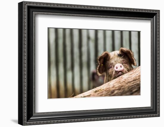 Pig in Gloucesteshire, England-John Alexander-Framed Photographic Print