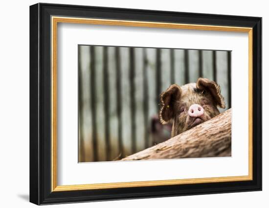 Pig in Gloucesteshire, England-John Alexander-Framed Photographic Print