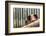 Pig in Gloucesteshire, England-John Alexander-Framed Photographic Print