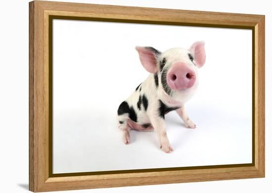 Pig Kune Kune Cross Gloucester Old Spot Piglet-null-Framed Premier Image Canvas