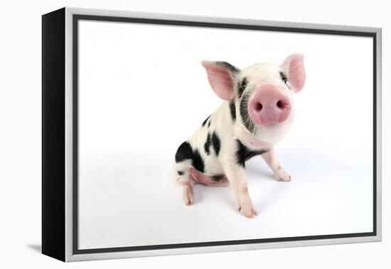 Pig Kune Kune Cross Gloucester Old Spot Piglet-null-Framed Premier Image Canvas