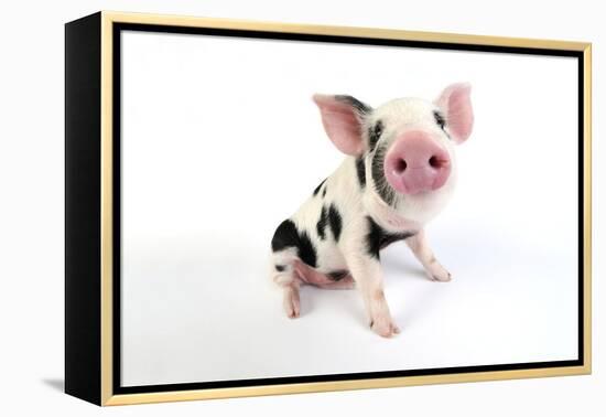 Pig Kune Kune Cross Gloucester Old Spot Piglet-null-Framed Premier Image Canvas