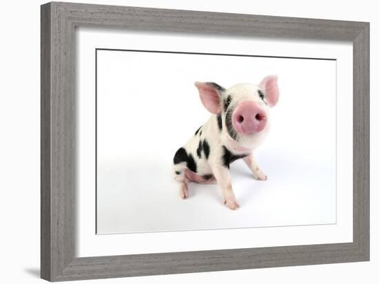 Pig Kune Kune Cross Gloucester Old Spot Piglet-null-Framed Photographic Print