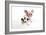 Pig Kune Kune Cross Gloucester Old Spot Piglet-null-Framed Photographic Print