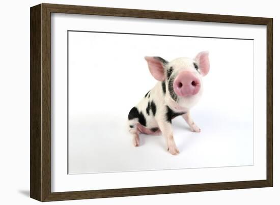 Pig Kune Kune Cross Gloucester Old Spot Piglet-null-Framed Photographic Print