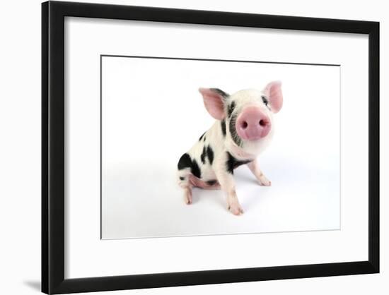 Pig Kune Kune Cross Gloucester Old Spot Piglet-null-Framed Photographic Print