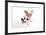 Pig Kune Kune Cross Gloucester Old Spot Piglet-null-Framed Photographic Print