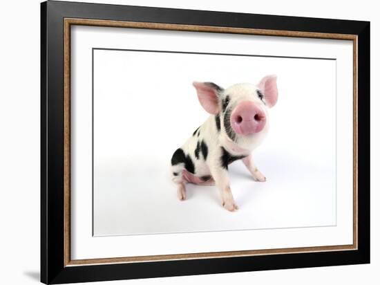 Pig Kune Kune Cross Gloucester Old Spot Piglet-null-Framed Photographic Print