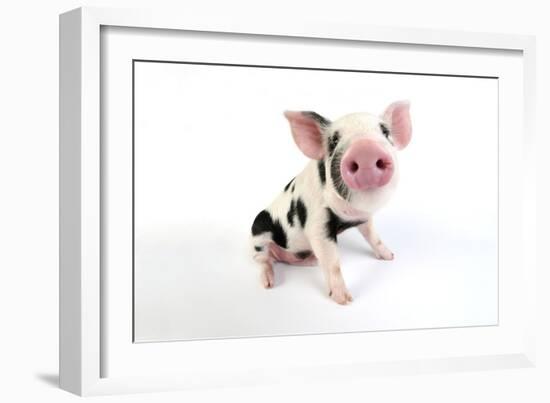 Pig Kune Kune Cross Gloucester Old Spot Piglet-null-Framed Photographic Print