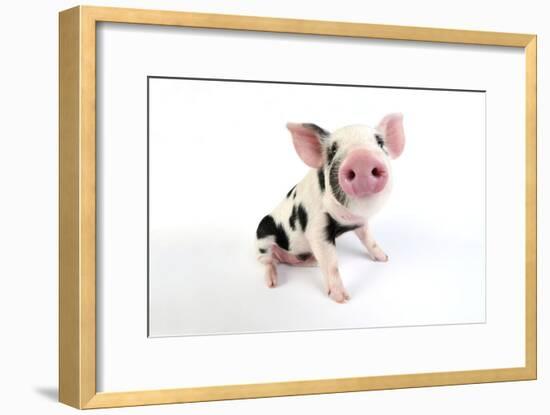 Pig Kune Kune Cross Gloucester Old Spot Piglet-null-Framed Photographic Print