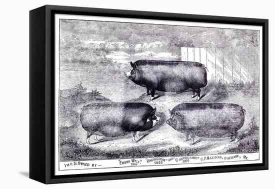 Pig Portrait-The Saturday Evening Post-Framed Premier Image Canvas