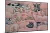 Pig-Spread-Ditz-Mounted Giclee Print