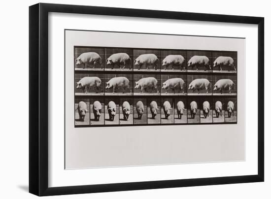 Pig Walking, Plate 673 from Animal Locomotion, 1887 (B/W Photo)-Eadweard Muybridge-Framed Giclee Print