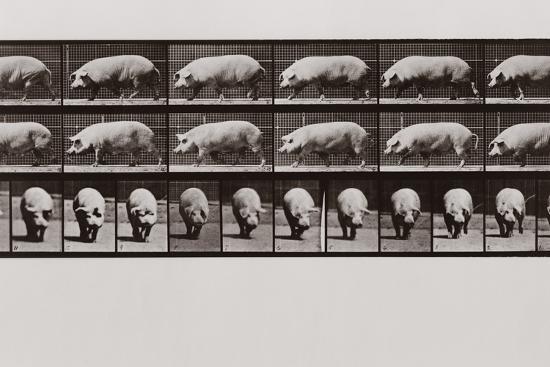 Photographic Print, , large
