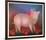 Pig with Bow-Igor Galanin-Framed Limited Edition