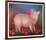 Pig with Bow-Igor Galanin-Framed Limited Edition