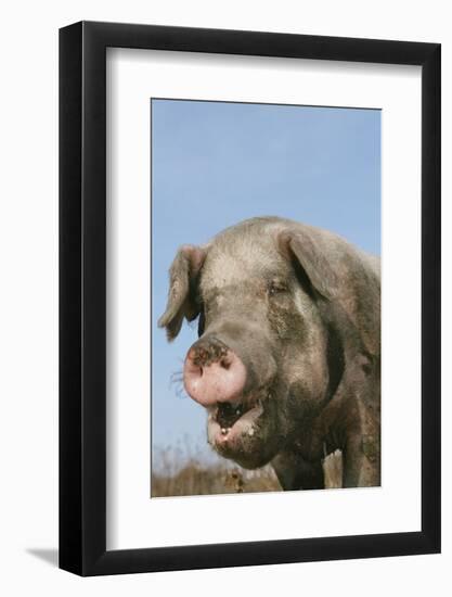 Pig-null-Framed Photographic Print