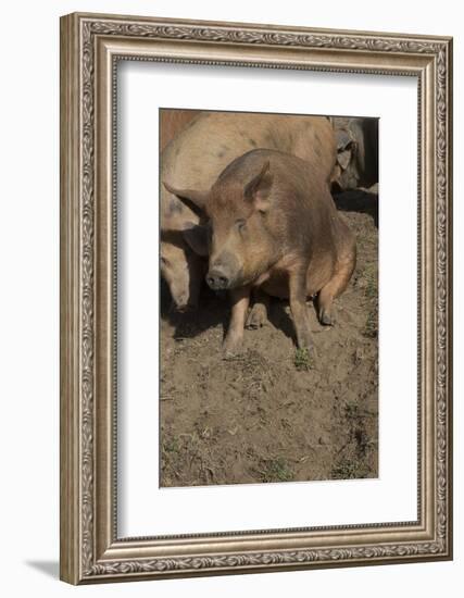 Pig-null-Framed Photographic Print