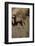 Pig-null-Framed Photographic Print