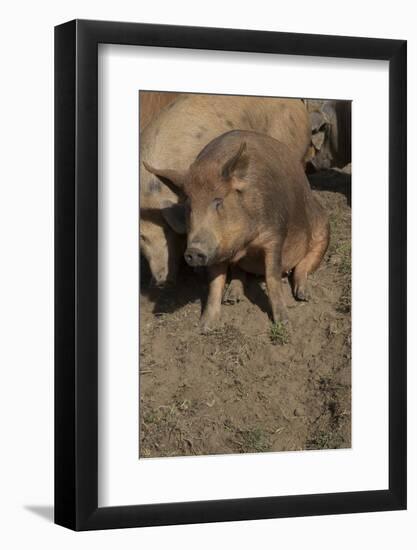 Pig-null-Framed Photographic Print