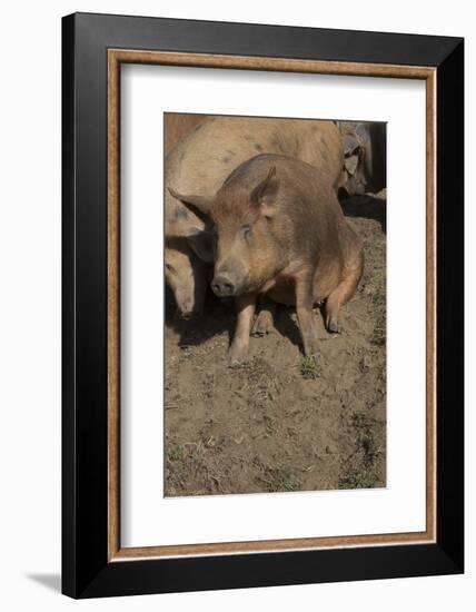 Pig-null-Framed Photographic Print