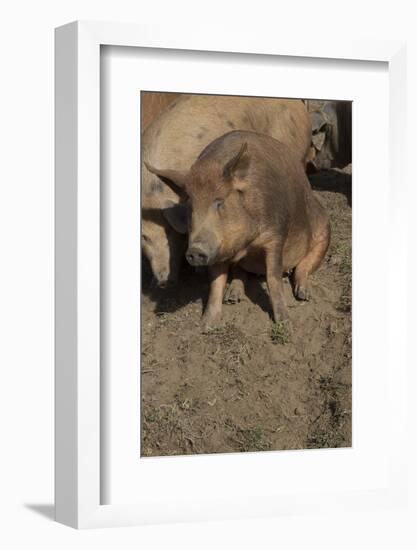 Pig-null-Framed Photographic Print