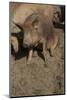 Pig-null-Mounted Photographic Print