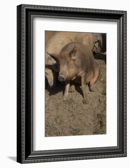 Pig-null-Framed Photographic Print