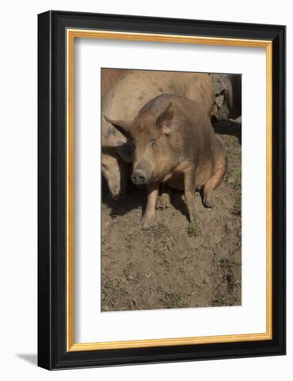 Pig-null-Framed Photographic Print