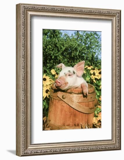 Pig-null-Framed Photographic Print