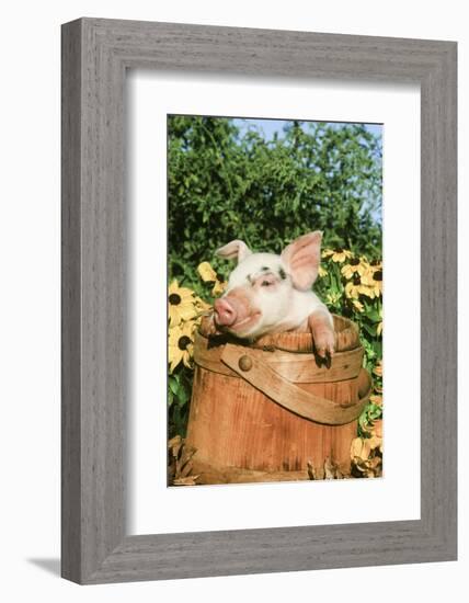 Pig-null-Framed Photographic Print