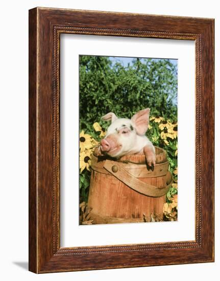 Pig-null-Framed Photographic Print